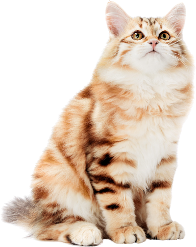 Cat Image